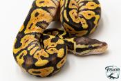Python royal - Python regius Gravel Pastel