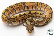 Python royal - Python regius Hypo