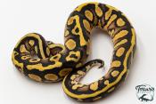 Python royal - Python regius Leopard Pastel Yellow Belly