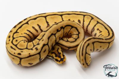 Python royal - Python regius Leopard Spider Spotnose
