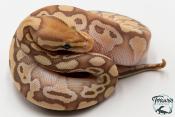 Python royal - Python regius Banana Butter