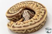 Python royal - Python regius Enchi firefly Leopard