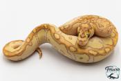 Python royal - Python regius Clown Butter