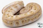 Python royal - Python regius Clown Butter GHI