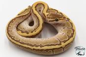 Python royal - Python regius Butter Pinstripe