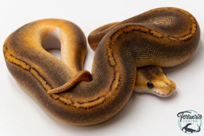 Python royal - Python regius Champagne Black Pastel