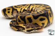 Python royal - Python regius Leopard Pastel