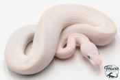 Python Royal - Python regius Leucistic