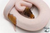 Python royal - Python regius Piebald Mojave