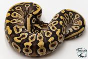 Python royal - Python Regius Mojave Yellow Belly