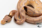 Python royal - Python regius Banana Cinnamon Paradoxe