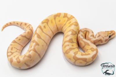 Python royal - Python regius Banana Pastel Woma
