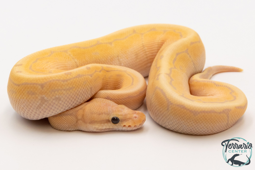Python royal - Python regius Banana Pinstripe