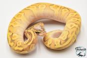 Python royal - Python regius Super Enchi Pastave Yellow Belly