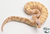 Python royal - Python regius Banana Pastel Yellow Belly