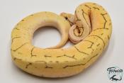 Python royal - Python regius Spinner Blast Yellow Belly