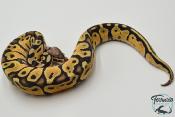 Python royal - Python regius Pastel Specter