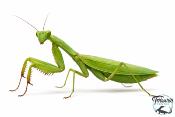 Sphodromantis Aurea - Mante africaine verte