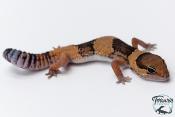 Hemitheconyx caudicinctus - Gecko à queue grasse - Femelle &#9792; A4