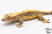 Correlophus ciliatus - Gecko à crête - NC 2025 - 40