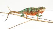 Caméléon Panthère - Furcifer Pardalis Ambilobe Red Bar - Femelle