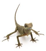 Acanthosaura lepidogaster - Dragon cornu des montagnes brun - Juvéniles NC