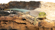 Phelsuma standingi - Gecko diurne de Standing
