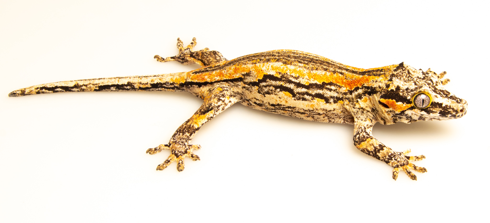 Rhacodactylus auriculatus - Gecko gargouille - Femelle NC - 250228500087817