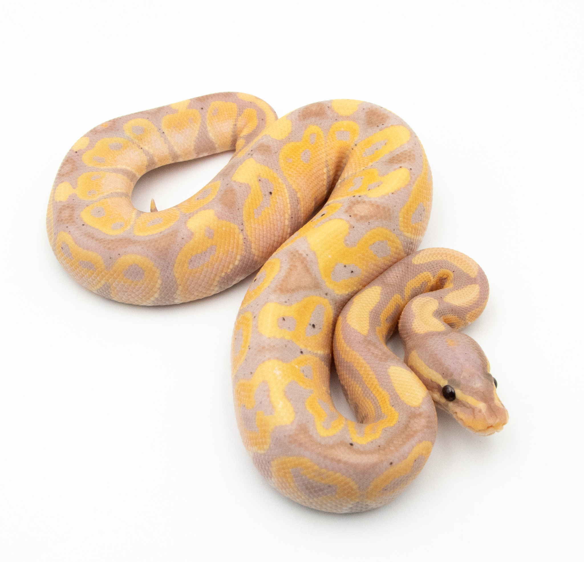 Python regius Banana