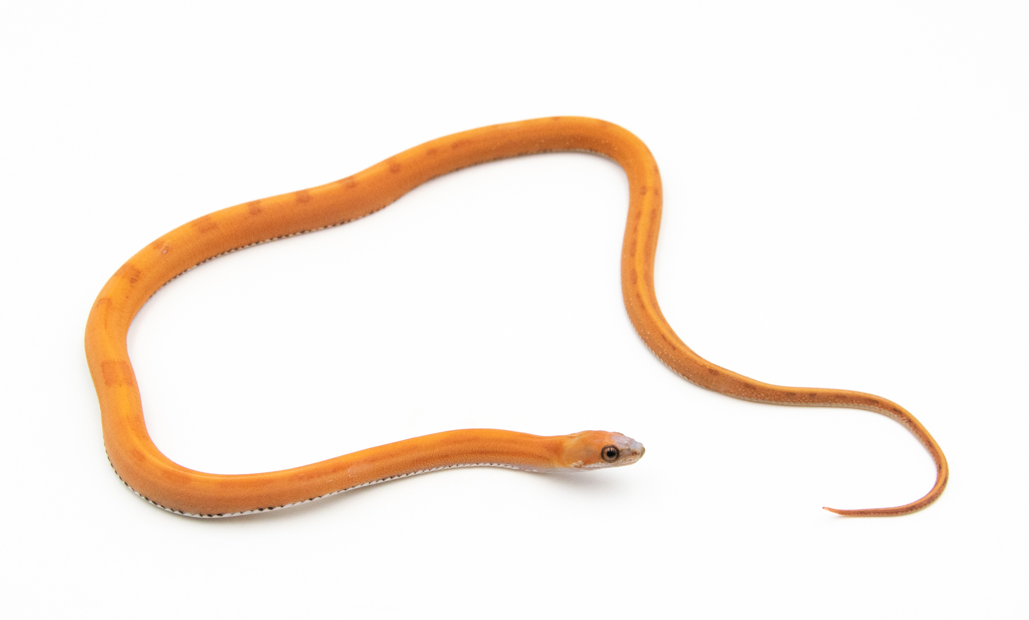 Serpent des blés - Pantherophis guttatus Scaleless Stripe