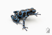 Dendrobates auratus - Dendrobate doré Super Blue