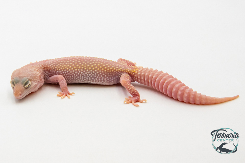 EM67 - Gecko Léopard - Eublepharis Macularius Blizzard - Femelle