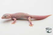 EM69 - Gecko Léopard - Eublepharis Macularius Blizzard - Femelle