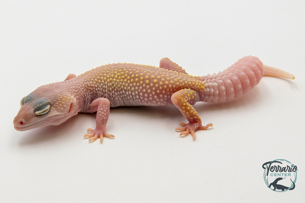 EM70 - Gecko Léopard - Eublepharis Macularius Blizzard - Femelle