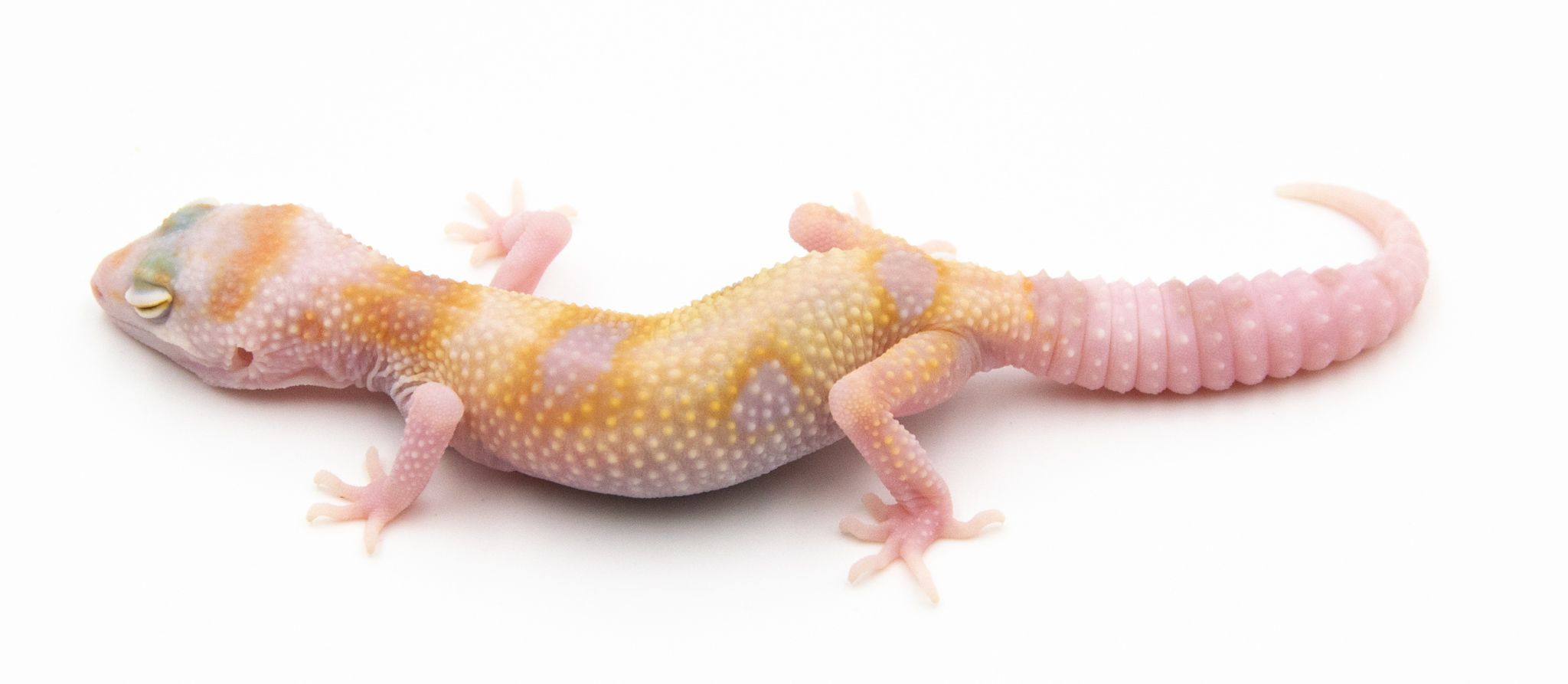 EG21 - Gecko Léopard - Eublepharis Macularius White & Yellow Tremper - non sexé - NC 2022
