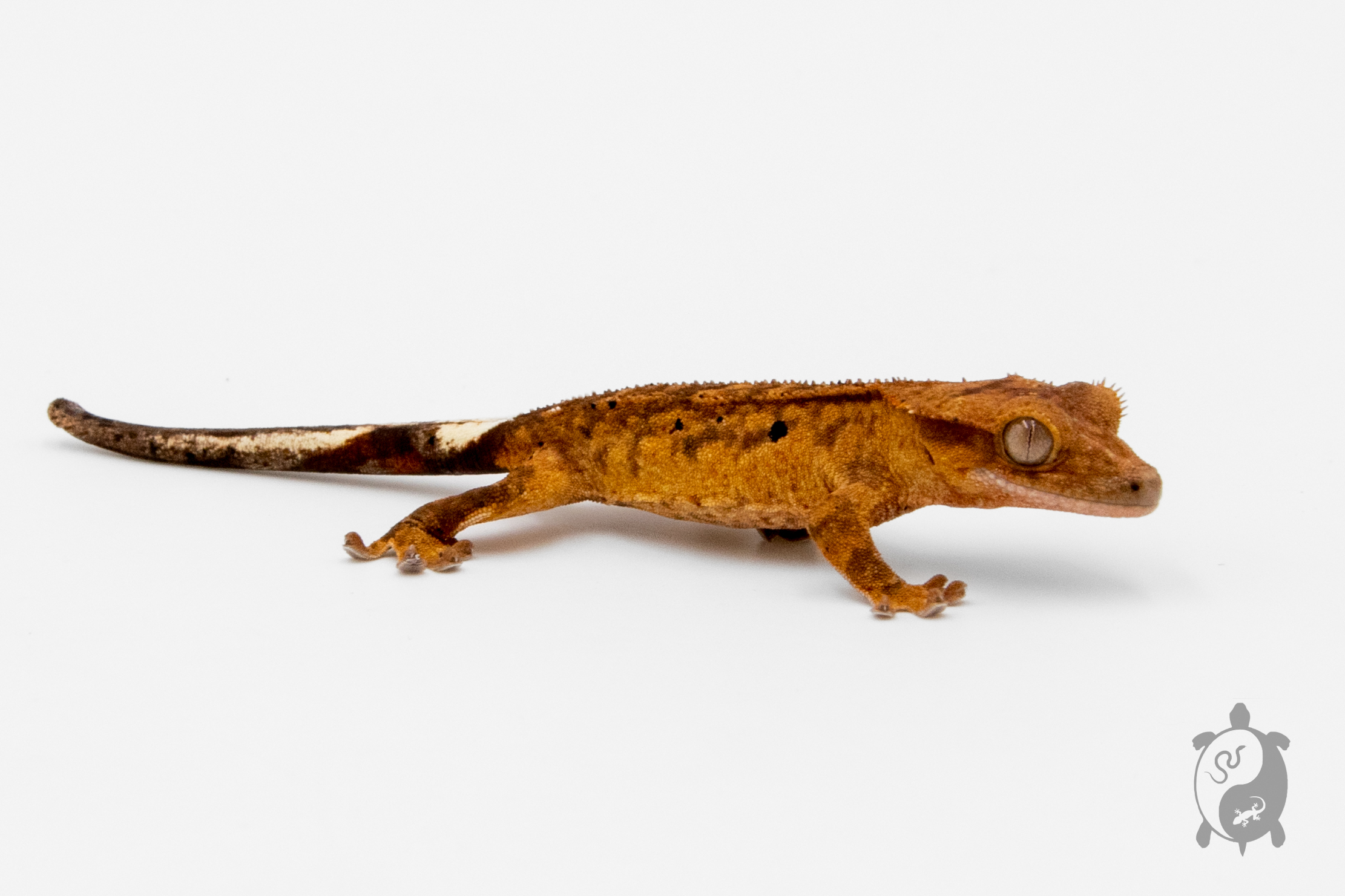 Correlophus ciliatus - Gecko à crête - Juvénile 17 - NC 2022 - PH2022120816535770
