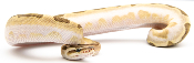 Python royal - Python regius Bamboo Enchi Calico Yellow Belly