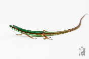 Takydromus smaragdinus - Lézard à longue queue 