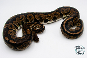 Python royal - Python regius Cinnamon  - Adulte
