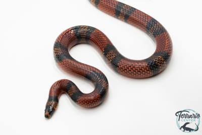 Lampropeltis triangulum hondurensis - Serpent faux corail - Mâle Adulte