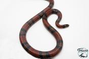 Lampropeltis triangulum hondurensis - Serpent faux corail - Mâle Adulte