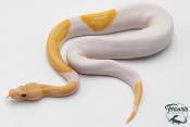 Python royal - Python regius Piebald Lavender Albino - Dreamsicle