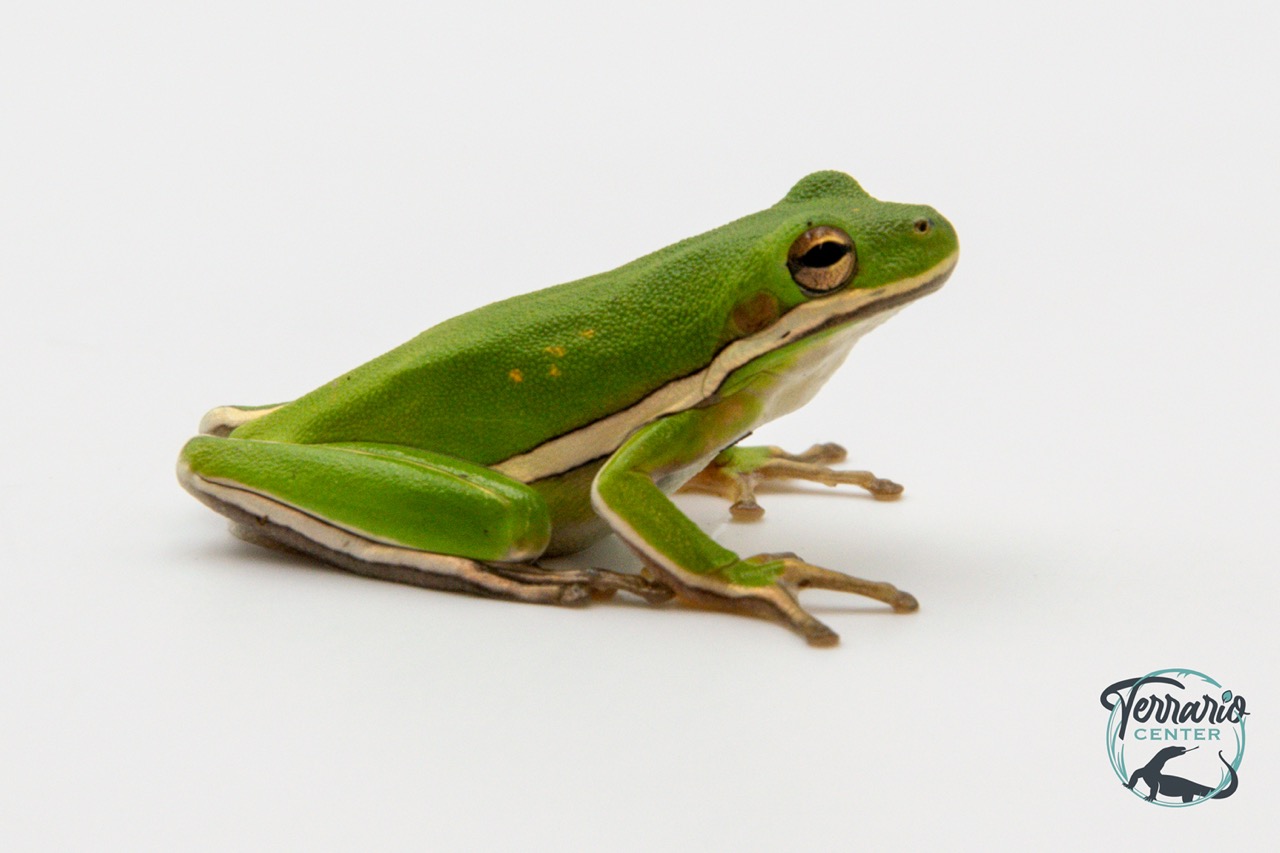 Dryophytes cinerea (Hyla) - Rainette d'Amérique du nord