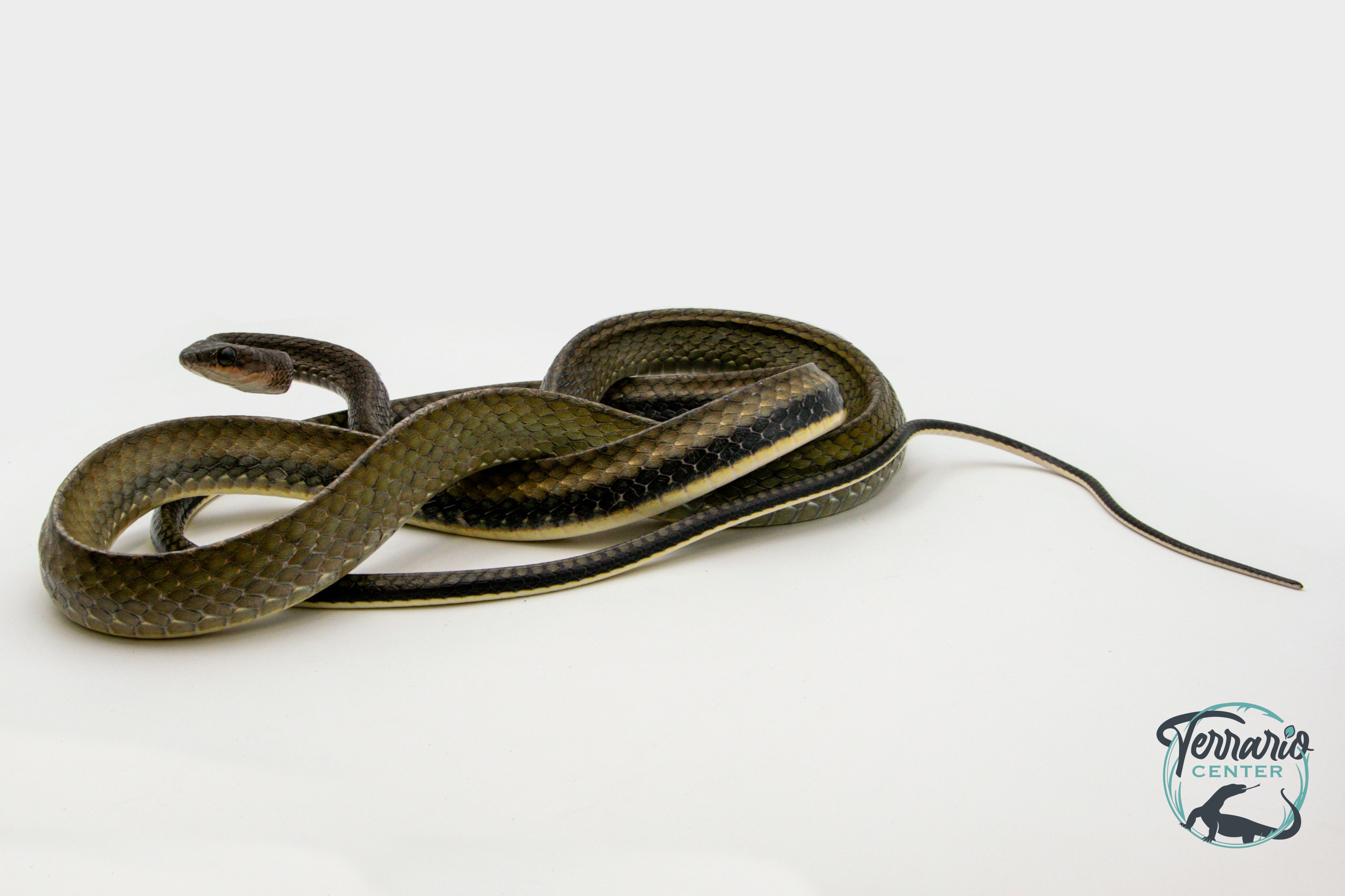 Ptyas fusca - Serpent ratier à ventre blanc - Femelle Adulte