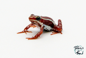 Epipedobates tricolor - Dendrobate tricolor