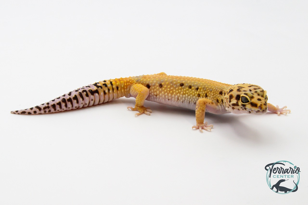 EM07 - Gecko Léopard - Eublepharis Macularius Red Stripe - Mâle 