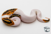 Python Royal - Python regius Piebald