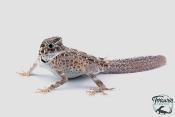 Pristurus carteri - gecko scorpion