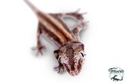 Rhacodactylus auriculatus - Gecko gargouille - Mix Couleur - Juvénile