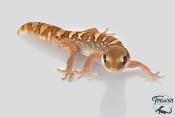 Diplodactylus galeatus -  Gecko casqué